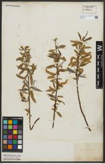 Foto von Salix alba L.